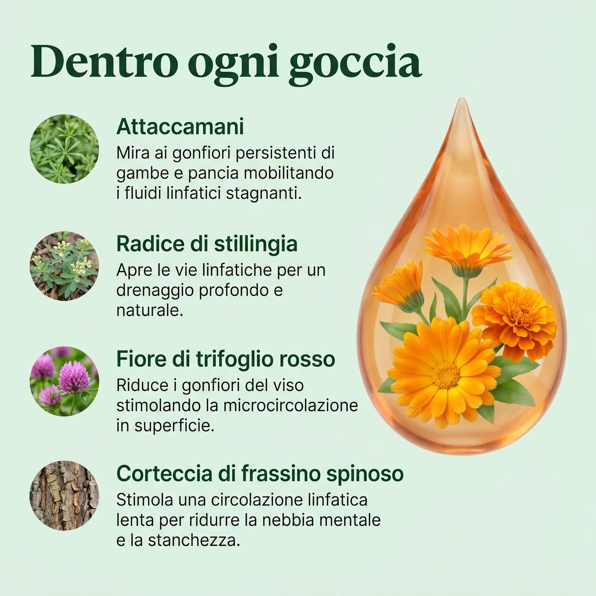 DrainFlow™ - Drenante Linfatico